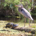 Wildlife at Silver Springs State Park (iStock image)