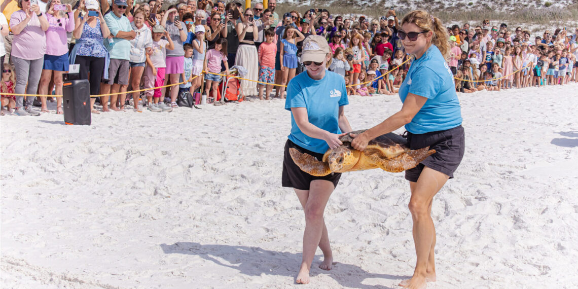 The Gulfarium CARE Center team conducts a public turtle release on April 22 at Topsail Hill Preserve State Park in Santa Rosa Beach, Fla. (Credit: Gulfarium CARE Center)