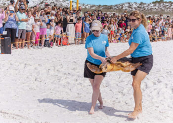 The Gulfarium CARE Center team conducts a public turtle release on April 22 at Topsail Hill Preserve State Park in Santa Rosa Beach, Fla. (Credit: Gulfarium CARE Center)
