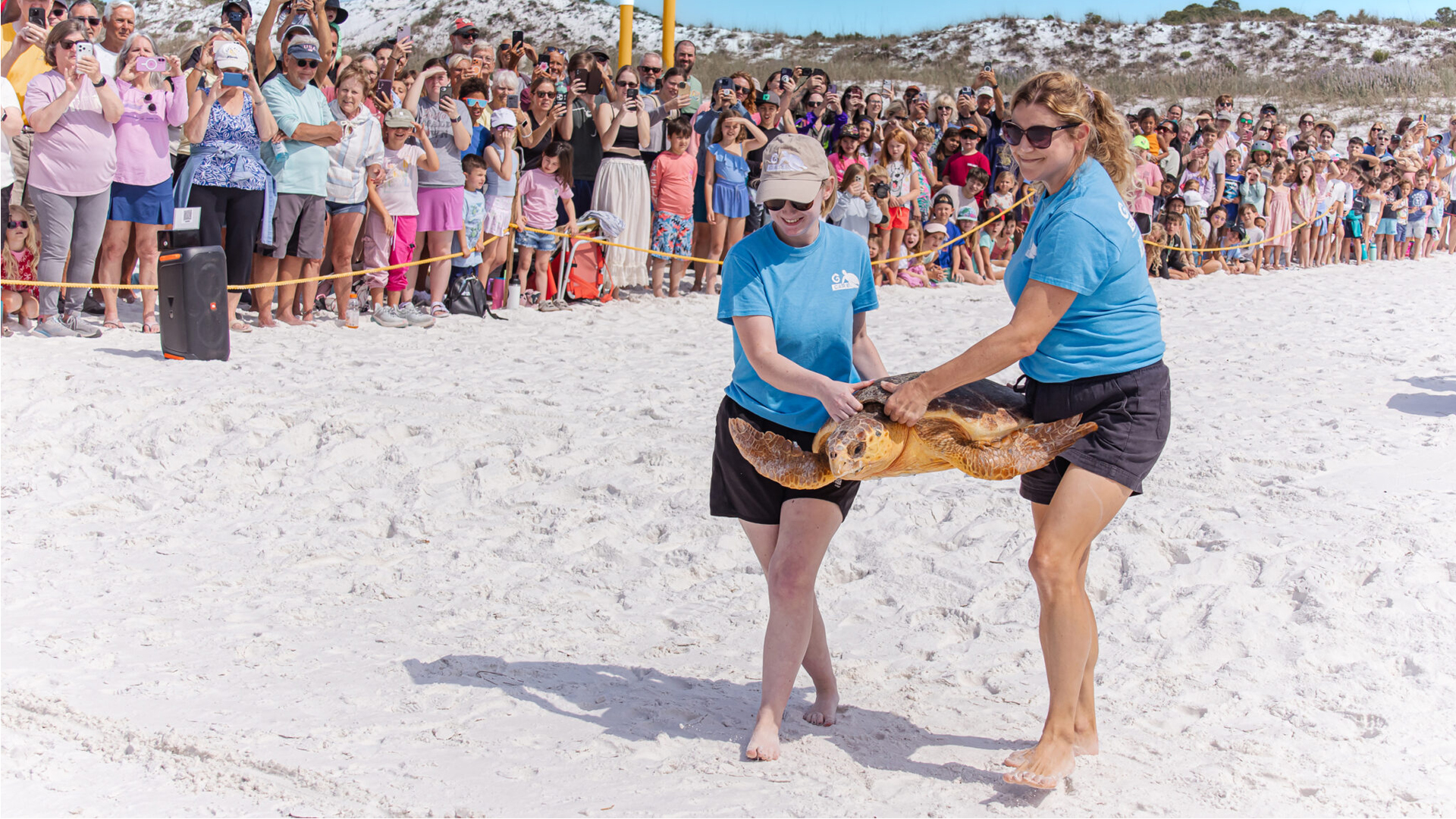 A massive volunteer network in Florida works to save endangered sea furtles