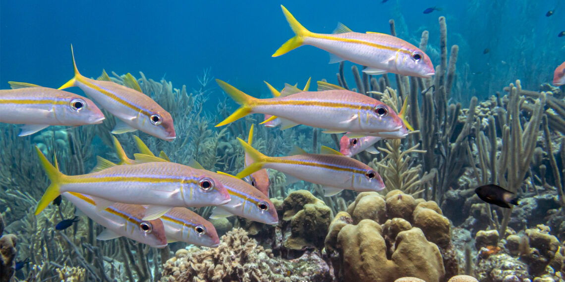 Yellowtail snapper (iStock image)