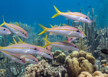 Yellowtail snapper (iStock image)