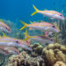 Yellowtail snapper (iStock image)